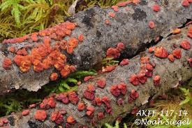 Attēlu rezultāti vaicājumam “Peniophora laurentii”