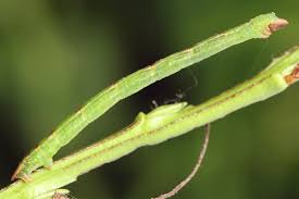 Attēlu rezultāti vaicājumam “Jodis putata”