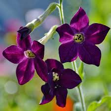 Image result for Nicotiana x sanderae `Perfume`F1