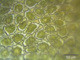 Attēlu rezultāti vaicājumam “Ptilidium ciliare”