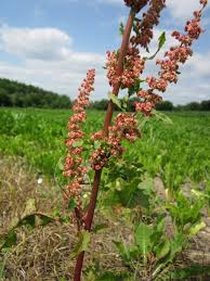 Attēlu rezultāti vaicājumam “Rumex”