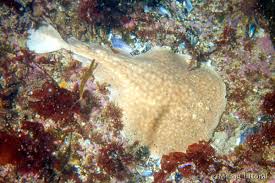 Image result for Torpedo marmorata