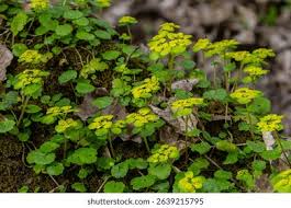Attēlu rezultāti vaicājumam “Chrysosplenium alternifolium leaf”