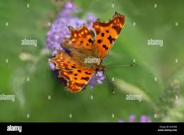 Attēlu rezultāti vaicājumam “Polygonia c-album upperside”