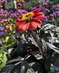 Image result for Dahlia `Red Skin`