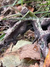 Attēlu rezultāti vaicājumam “Diderma cingulatum”