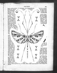 Attēlu rezultāti vaicājumam “Chionaspis salicis”