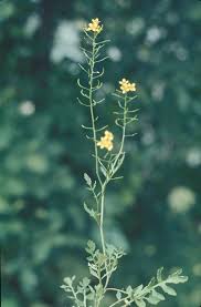 Attēlu rezultāti vaicājumam “Rorippa sylvestris leaf”
