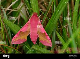 Attēlu rezultāti vaicājumam “Deilephila porcellus”