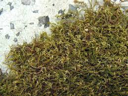 Attēlu rezultāti vaicājumam “Hygroamblystegium tenax”