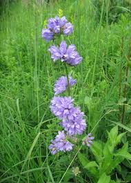 Attēlu rezultāti vaicājumam “Campanula cervicaria”