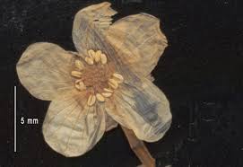 Attēlu rezultāti vaicājumam “Batrachium circinatum flower”