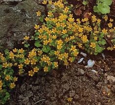 Attēlu rezultāti vaicājumam “Saxifraga cymbalaria”