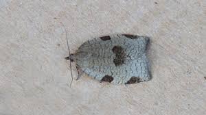 Attēlu rezultāti vaicājumam “Lozotaenia forsterana”