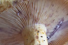 Attēlu rezultāti vaicājumam “Lactarius repraesentaneus”