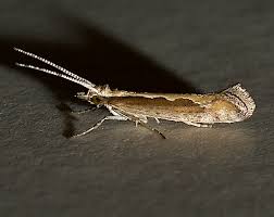 Attēlu rezultāti vaicājumam “Plutella xylostella”