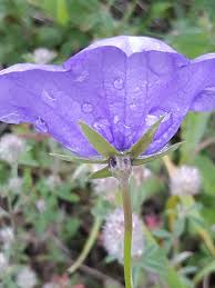 Attēlu rezultāti vaicājumam “Campanula persicifolia”