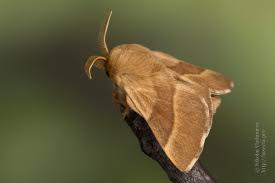 Attēlu rezultāti vaicājumam “Malacosoma neustria”