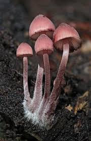 Attēlu rezultāti vaicājumam “Mycena haematopus”
