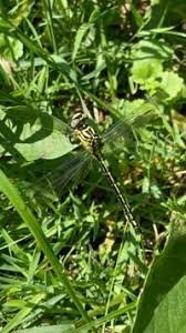 Attēlu rezultāti vaicājumam “Gomphus flavipes”