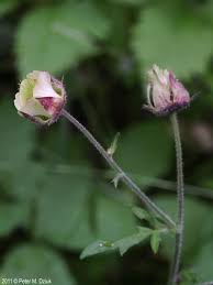 Attēlu rezultāti vaicājumam “Geum rivale bud”