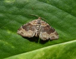 Attēlu rezultāti vaicājumam “Xanthorhoe spadicearia”