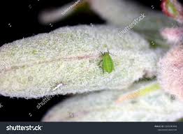 Attēlu rezultāti vaicājumam “Rhopalosiphum oxyacanthae”