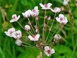 Attēlu rezultāti vaicājumam “Butomus umbellatus bud”