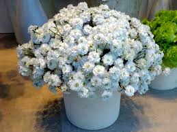 Attēlu rezultāti vaicājumam “Gypsophila paniculata”