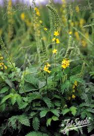 Attēlu rezultāti vaicājumam “Agrimonia eupatoria fruit”