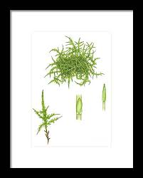 Attēlu rezultāti vaicājumam “Calliergonella cuspidata”