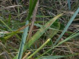 Attēlu rezultāti vaicājumam “Puccinia agrostidis”