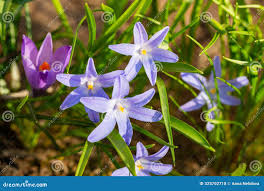 Attēlu rezultāti vaicājumam “Scilla luciliae”