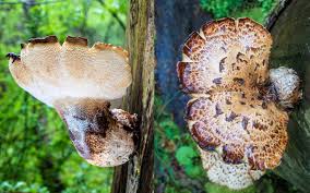 Attēlu rezultāti vaicājumam “Polyporus squamosus”