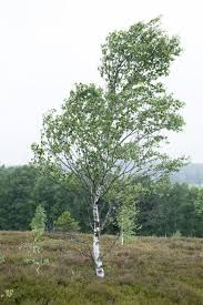 Attēlu rezultāti vaicājumam “Betula pubescens”