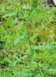 Attēlu rezultāti vaicājumam “Rorippa palustris leaf”