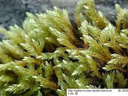 Attēlu rezultāti vaicājumam “Straminergon stramineum”