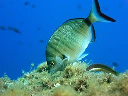Image result for Diplodus