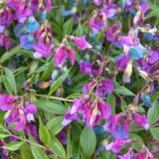 Attēlu rezultāti vaicājumam “Lathyrus vernus leaf”