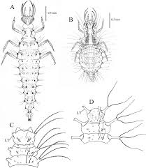 Attēlu rezultāti vaicājumam “Chrysopidae larva”