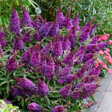 Image result for Buddleja davidii