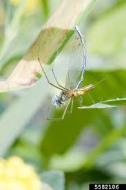 Attēlu rezultāti vaicājumam “Tetragnatha montana”