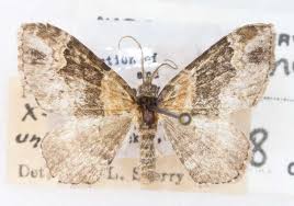 Attēlu rezultāti vaicājumam “Xanthorhoe ferrugata”