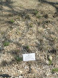 Attēlu rezultāti vaicājumam “Danthonia decumbens bud”