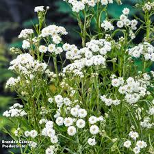 Attēlu rezultāti vaicājumam “Achillea ptarmica fruit”