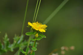 Attēlu rezultāti vaicājumam “Hypericum maculatum”