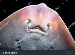 Image result for Raja clavata