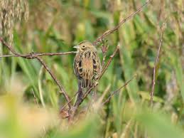 Image result for Emberiza fucata