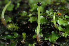 Attēlu rezultāti vaicājumam “Pellia epiphylla sporophyte”