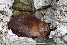 Attēlu rezultāti vaicājumam “Castor fiber”